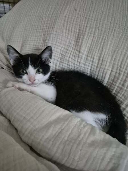 Adopter OREO