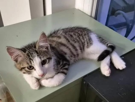 Adopter FISHER
