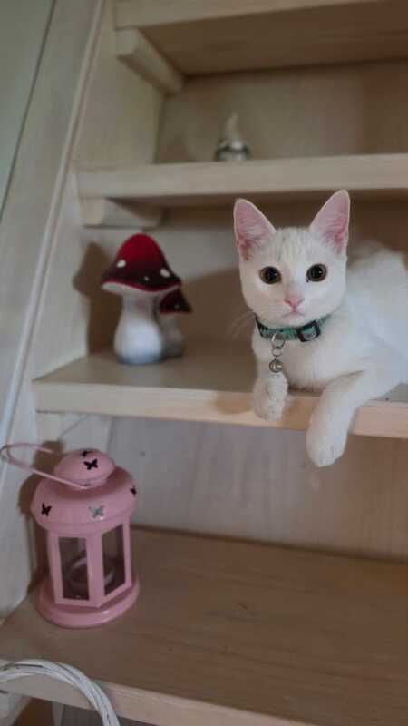 Adopter Lina