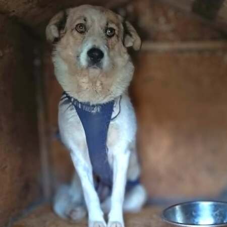 Adopter Manille