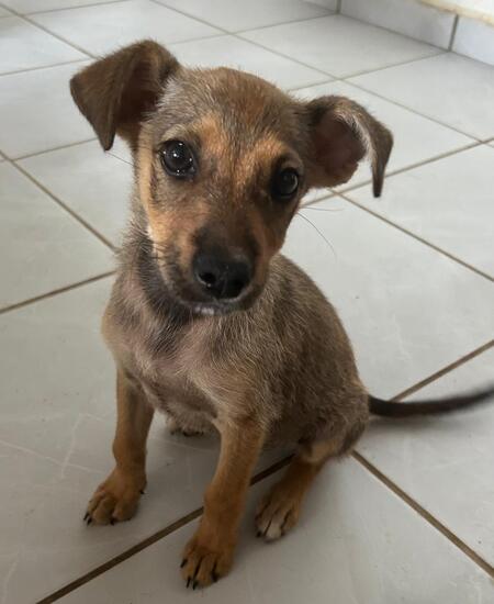 Adopter GIRLY
