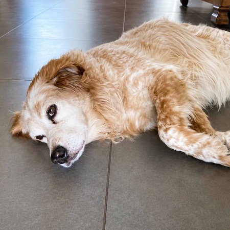 Adopter LOUNA