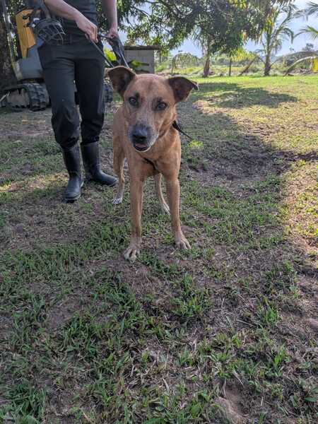 Adopter Rescue