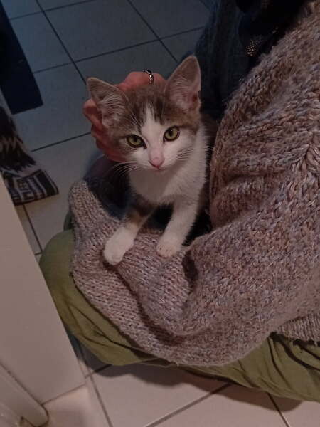 Adopter Biblo et Blibli 