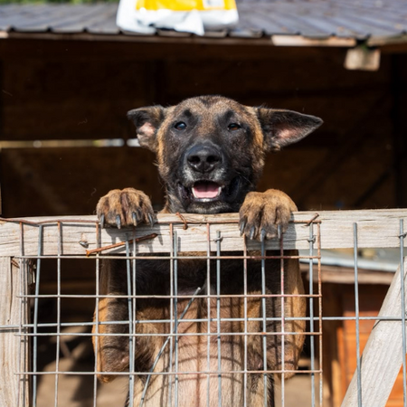 Adopter APACHE