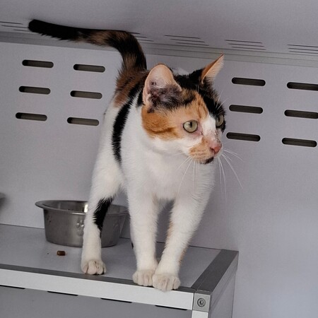 Adopter BELINDA