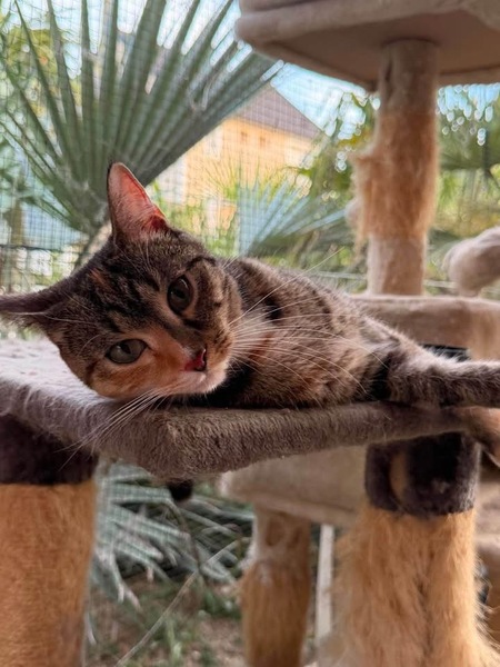 Adopter Bijou