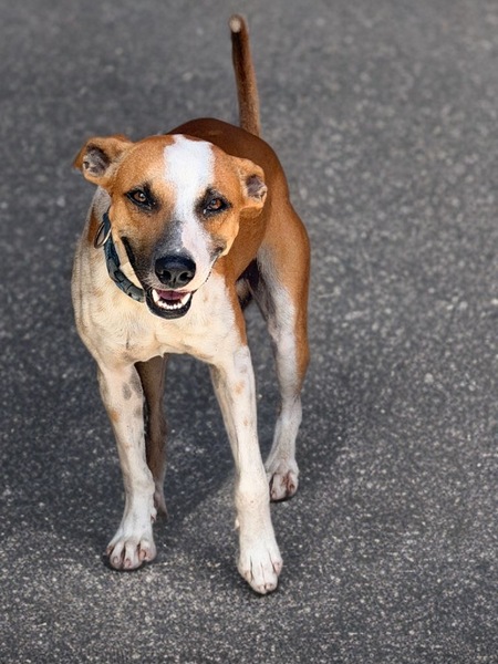 Adopter Speedy