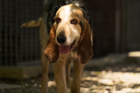 Adopter Albert