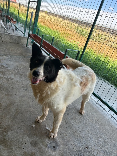 Adopter Didi