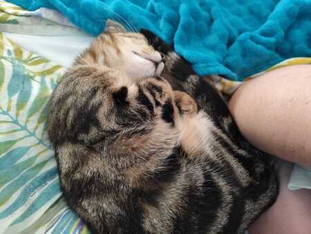 Adopter Isis