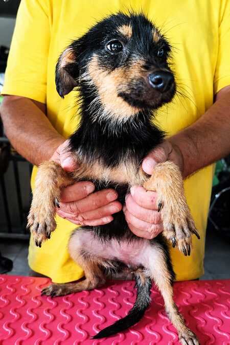Adopter california