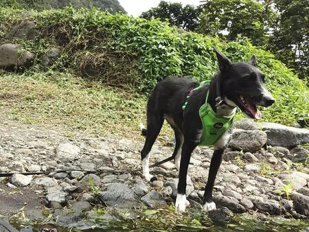 Adopter CONNIE