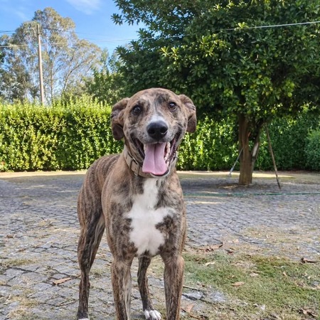 Adopter Teddy