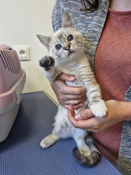 Adopter Hawaï