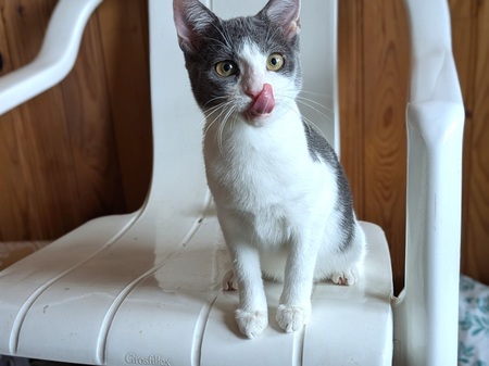 Adopter BETTINA