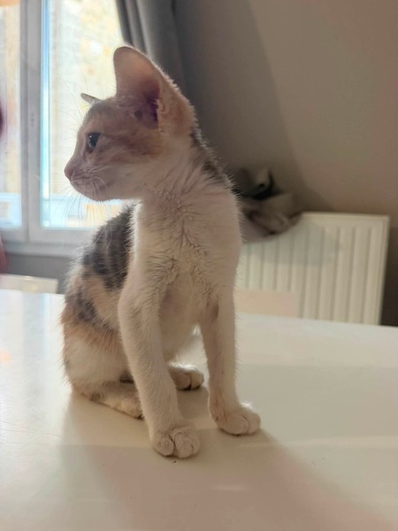 Adopter Moka