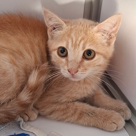 Adopter Biniou