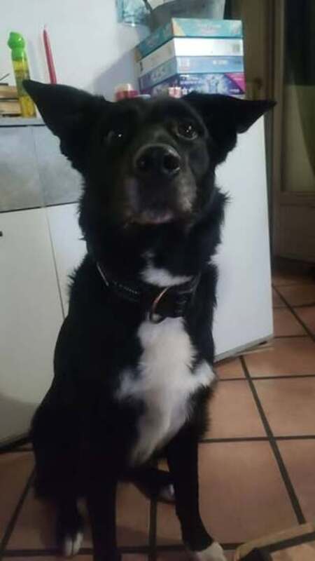 Adopter Pataud
