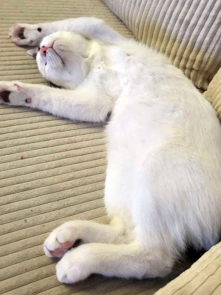 Adopter JACKSON