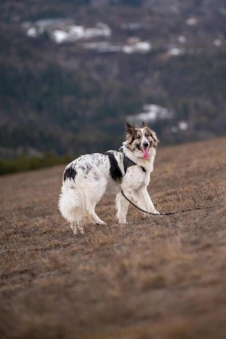 Adopter Jasper