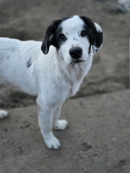 Adopter Yanos