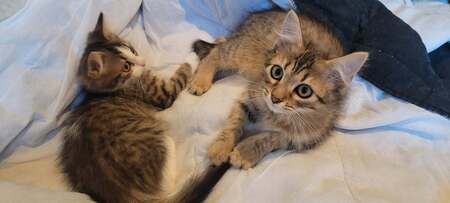 Adopter Birdie & Balthazar