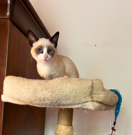 Adopter Bao