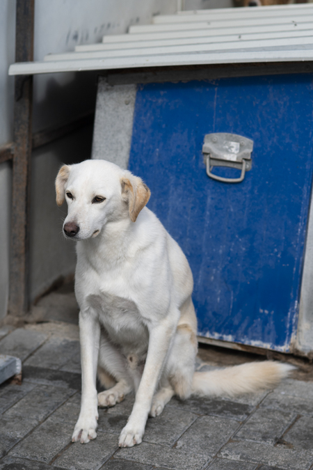 Adopter Abélio