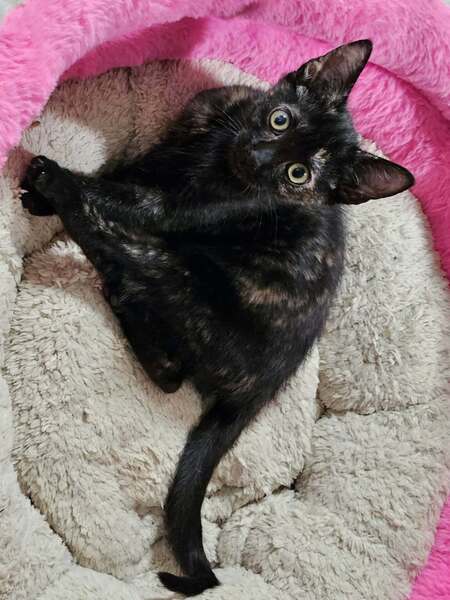 Adopter Spinelle