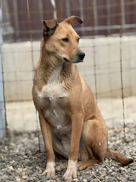 Adopter Mindy