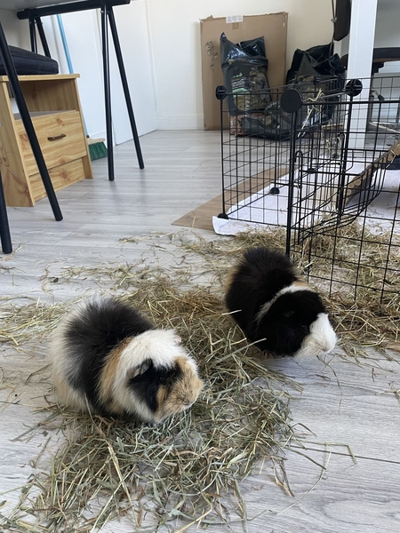 Adopter Willy & Wonka