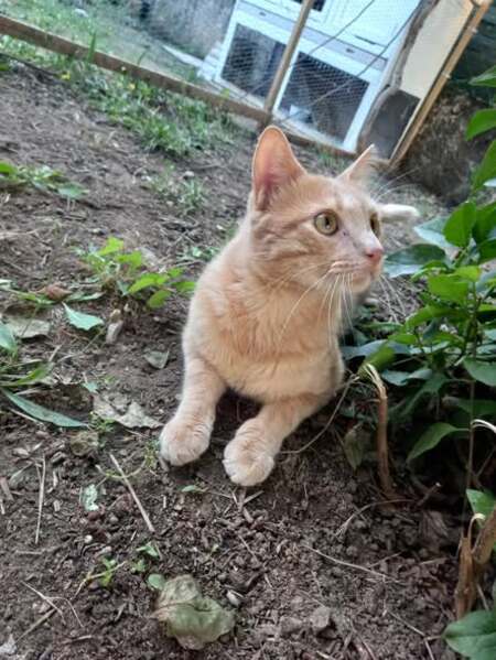 Adopter Caramel