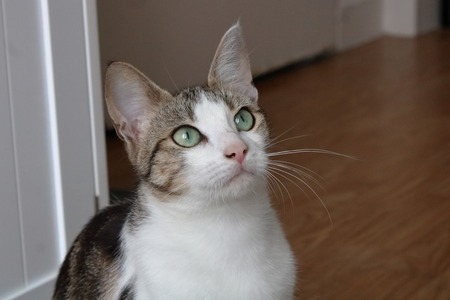 Adopter Appi