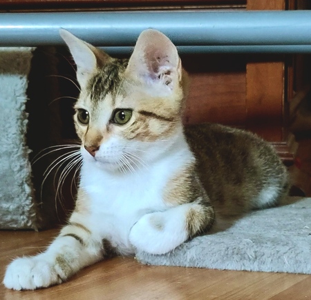 Adopter Lacy