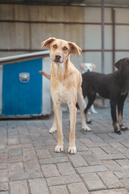 Adopter Xendra