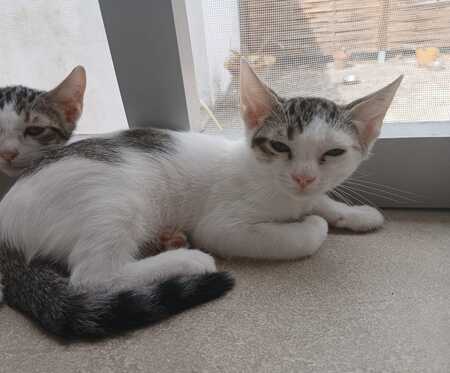 Adopter EFFY