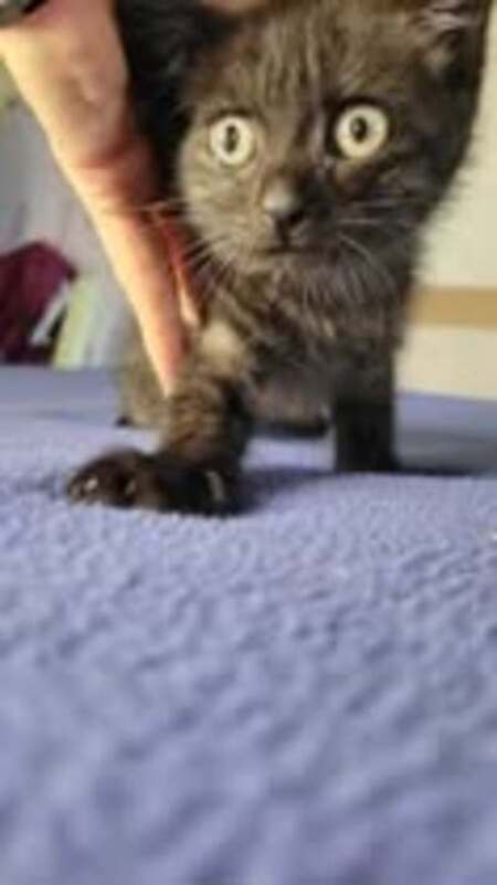 Adopter Fidji