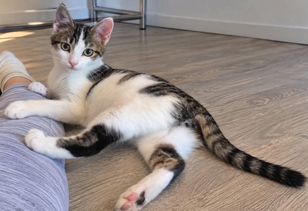 Adopter Bonifacio 