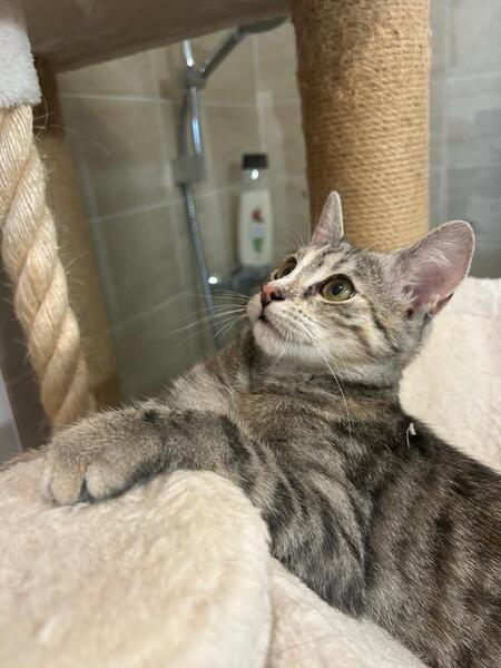 Adopter Mia