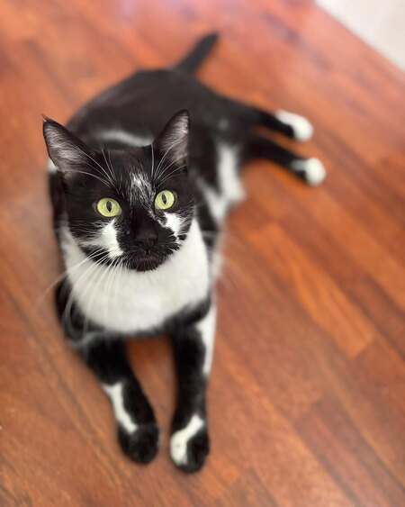 Adopter Echo