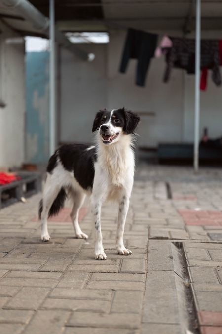 Adopter Farah