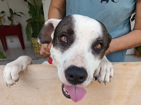 Adopter Tommy