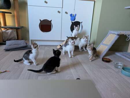 Adopter Hubble