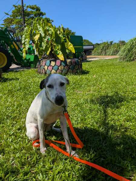 Adopter tonga