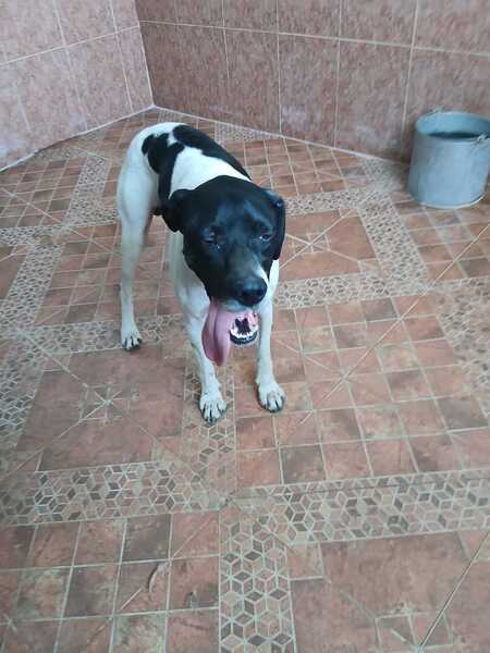 Adopter Diper