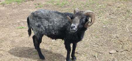 Adopter Bélézebuth