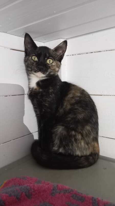 Adopter Guimauve