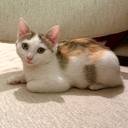Adopter Luna