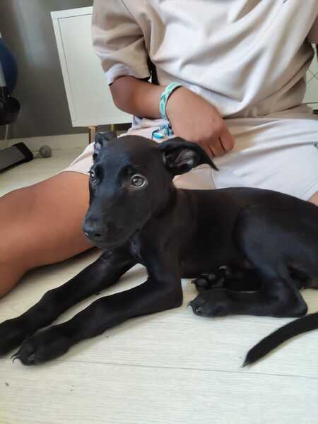 Adopter Alma